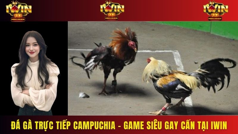 Đá gà trực tiếp Campuchia - Game siêu gay cấn tại iWin