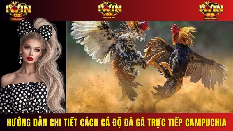 Hướng dẫn chi tiết cách cá độ đá gà trực tiếp Campuchia tại iwin