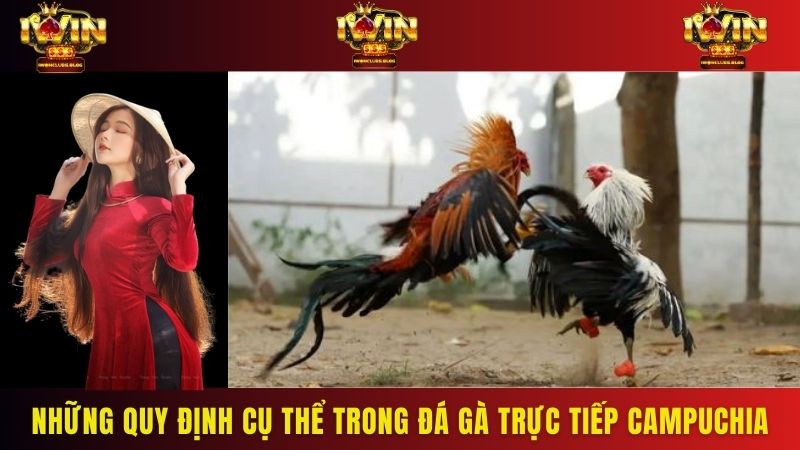 Những quy định cụ thể trong đá gà trực tiếp Campuchia