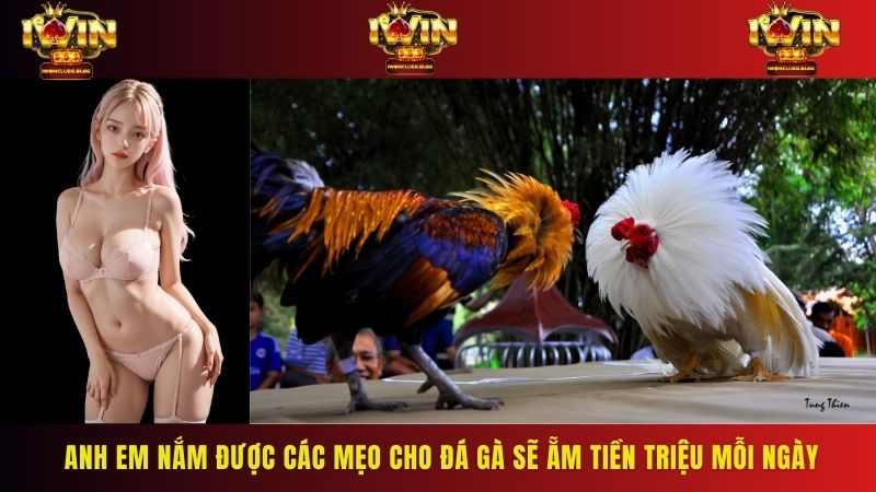 Anh em nắm được các mẹo cho đá gà sẽ ẵm tiền triệu mỗi ngày