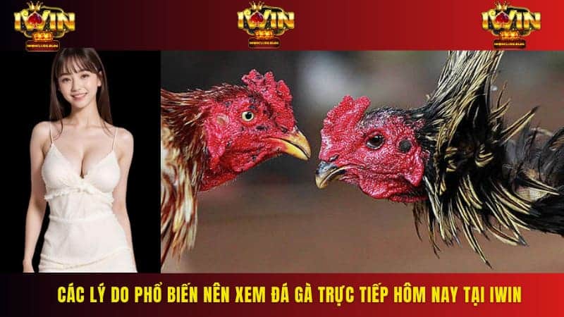 Các lý do phổ biến nên xem đá gà trực tiếp hôm nay tại IWIN