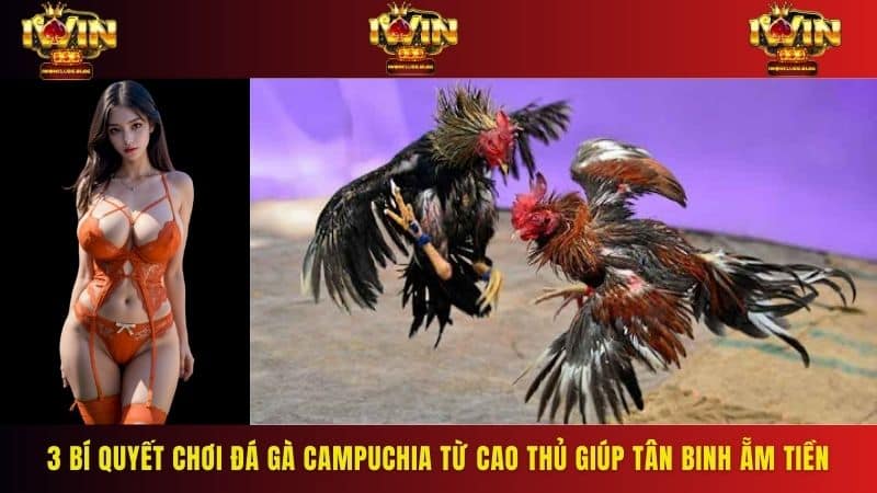 Chia sẻ 3 bí quyết chơi đá gà Campuchia từ cao thủ giúp tân binh ẵm tiền triệu