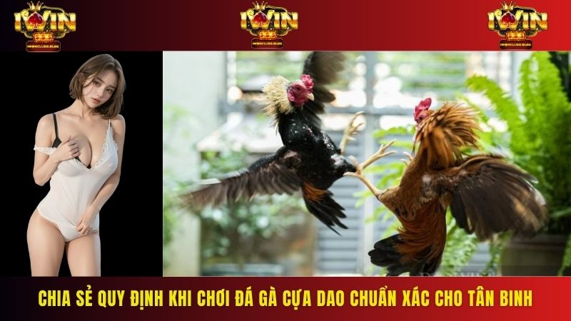 Chia sẻ quy định khi chơi đá gà cựa dao chuẩn xác cho tân binh
