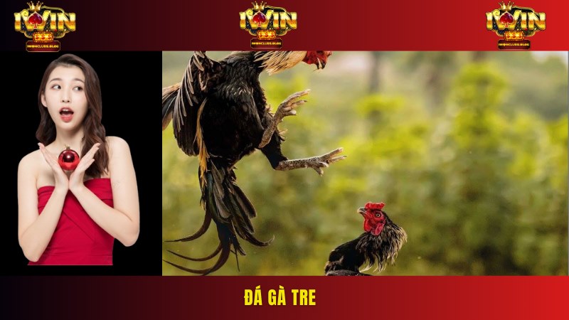 Chọi gà tre là phiên bản thịnh hành tại IWIN với những pha tấn công đẹp mắt