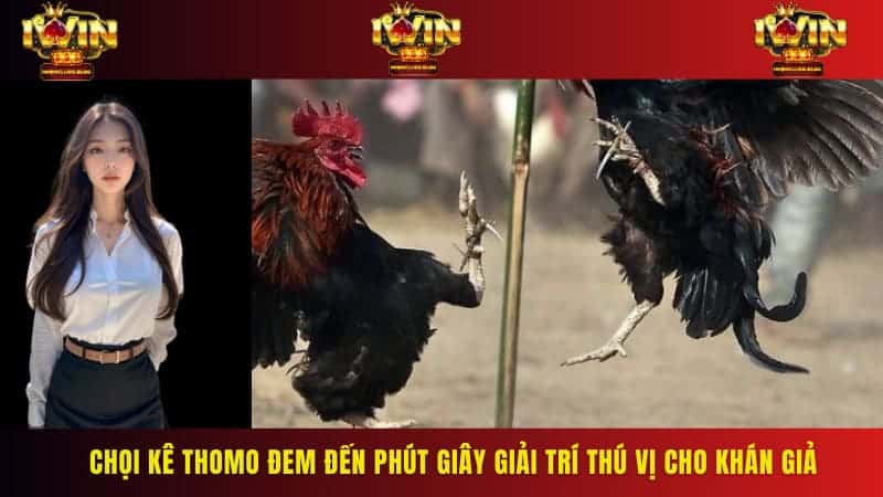 Chọi kê Thomo đem đến phút giây giải trí thú vị cho khán giả