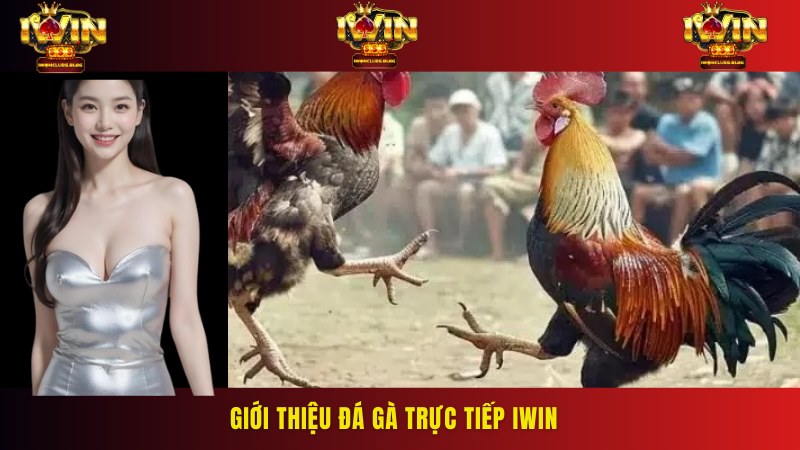 Cổng game cung cấp dịch vụ phát sóng trực tiếp các trận đấu gà chọi