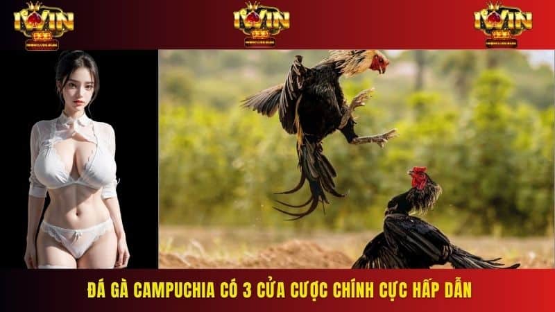 Đá gà Campuchia có 3 cửa cược chính cực hấp dẫn