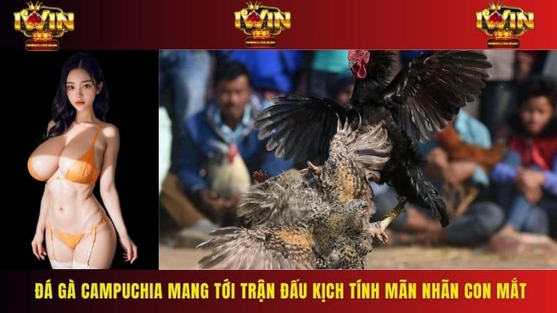 Đá gà Campuchia mang tới những trận đấu kịch tính mãn nhãn con mắt