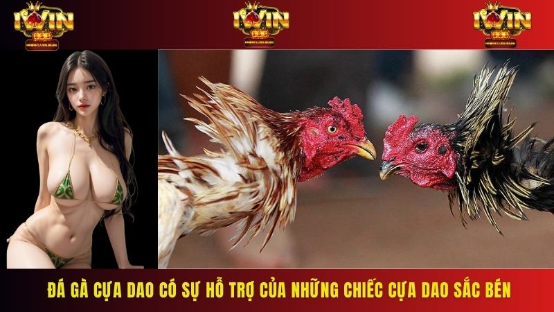Đá gà cựa dao là hình thức có sự hỗ trợ của những chiếc cựa dao sắc bén