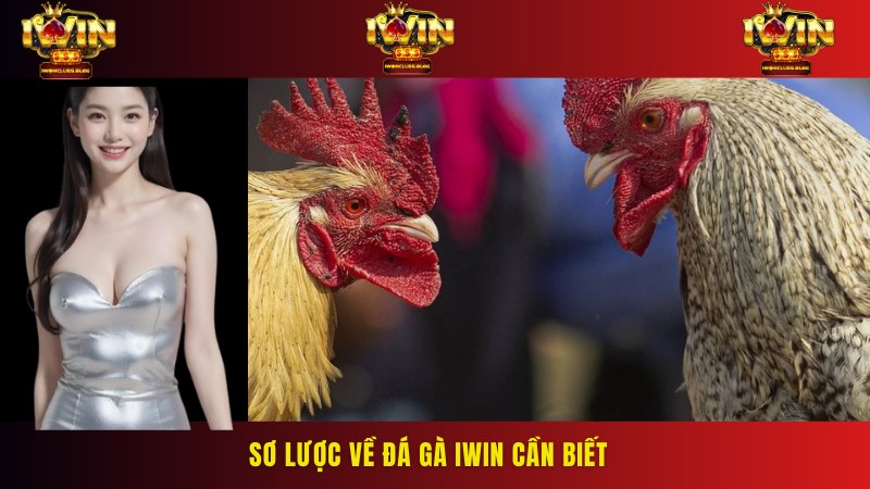 Đá gà IWIN là trò chơi cá cược nhận được sự thu hút đông đảo nhất
