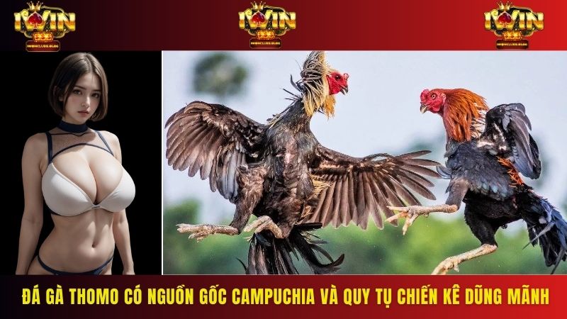 Đá gà Thomo có nguồn gốc từ Campuchia và quy tụ nhiều chiến kê dũng mãnh
