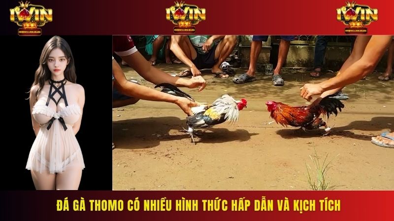 Đá gà Thomo có nhiều hình thức hấp dẫn và kịch tích