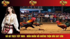 Đá Gà Trực Tiếp IWIN – Mãn Nhãn Với Những Trận Đấu Gay Cấn