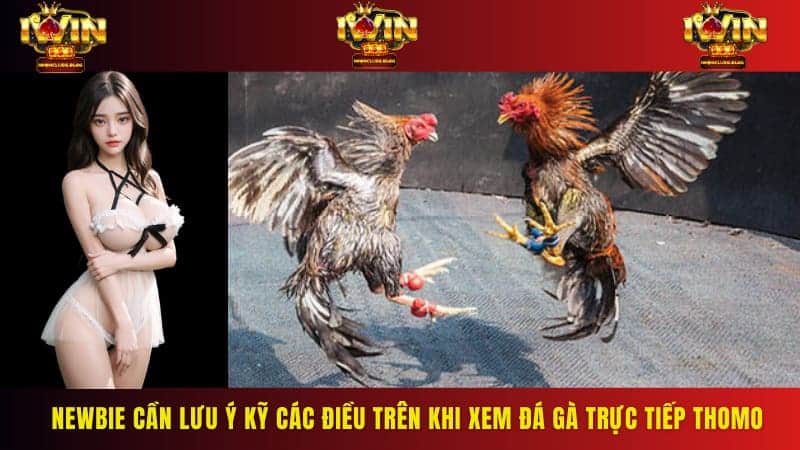 Newbie cần lưu ý kỹ các điều trên khi xem đá gà trực tiếp Thomo