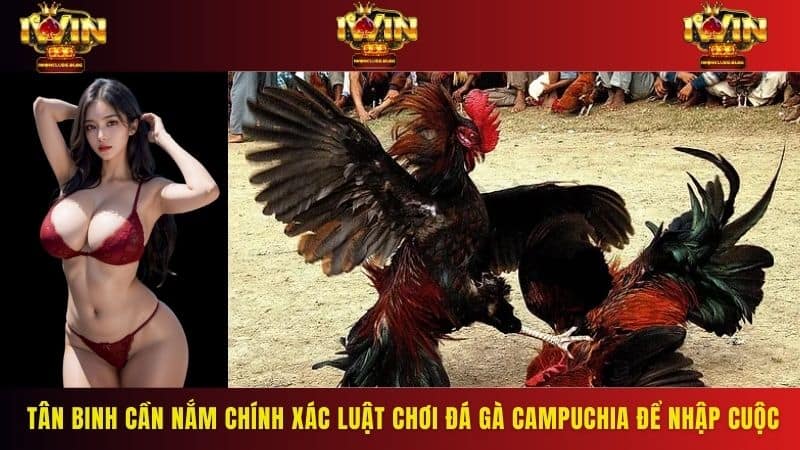 Tân binh cần nắm chính xác luật chơi đá gà Campuchia để nhập cuộc