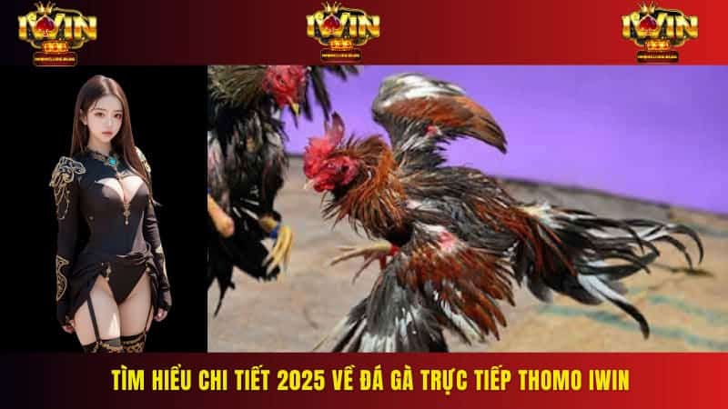 Tìm hiểu chi tiết 2025 về đá gà trực tiếp Thomo IWIN