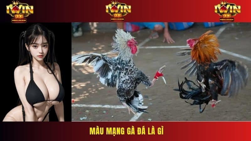 Ý nghĩa của màu mạng gà đá